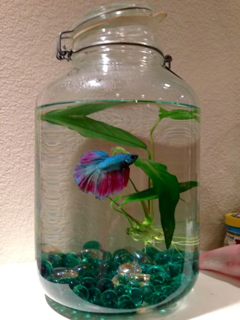 Upcycled pickle jar into a fish bowl.  Meet Frilly Dilly my new Betta... Fighter Fish Bowl Ideas, Small Fish Bowl Ideas, Betta Bowl Ideas, Beta Fish Bowl Ideas, Beta Fish Plant Bowl, Fish Bowl Ideas, Betta Vase With Plant, Glass Jar Aquarium, Betta Fish Bowl