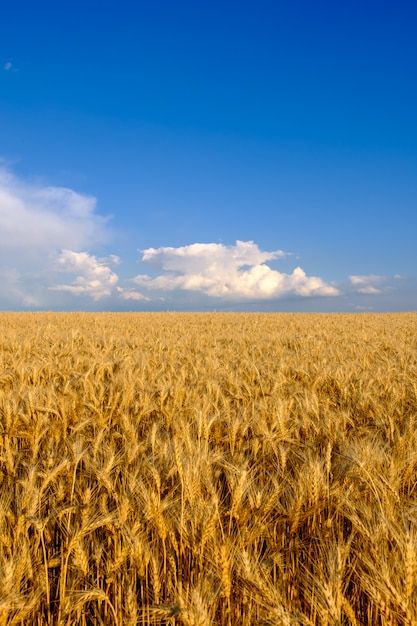 Field Wallpaper, Golden Wheat, Video Mockup, Blue Sky Background, Sky Background, Wheat Fields, Visual Branding, White Clouds, New Backgrounds