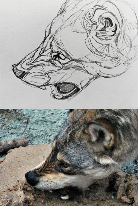 Animal Study, Canine Art, Arte Sketchbook, Wow Art, Animal Sketches, Anatomy Art, Art Tutorials Drawing, Art Inspiration Drawing, Creature Design