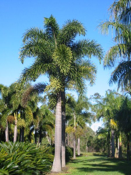 Foxtail Palm Tree, Foxtail Palm, Garden Mood Board, Identify Plants, Tropical Landscape Design, Identify Plant, Contemporary House Exterior, Sacred Tree, Tropical Landscape