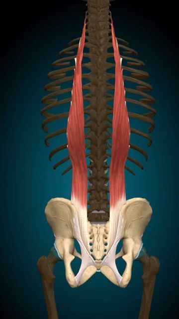 Iliocostalis Lumborum, Iliocostalis Muscle, Iliac Crest, Low Back Exercises, Lumbar Vertebrae, Vertebral Column, Muscle Movement, Dry Needling, Spinal Nerve