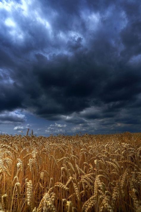 Kansas Prairie, Golden Field, Trip Photography, Nature Trip, Adventure Life, Fields Of Gold, Wheat Field, Life Nature, Cloudy Sky