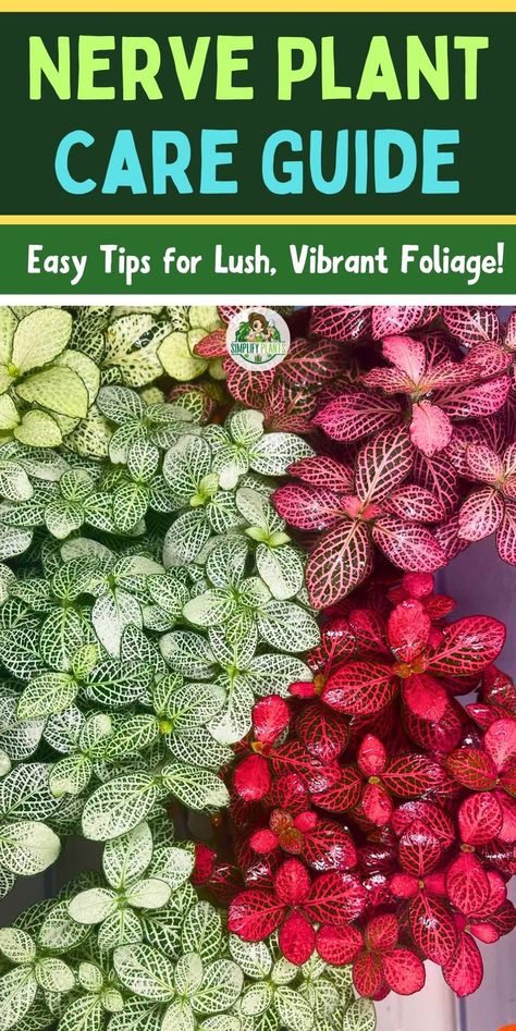 "Nerve Plant Care, Indoor Plant Care, Houseplant Tips, Plant Care Guide, 
Indoor Gardening, Plant Care Hacks, Nerve Plant Care Tips, Plant Care 
Techniques, Plant Care Advice, Nerve Plant Watering, Plant Care Essentials, 
Nerve Plant Maintenance, Indoor Plant Care Tips" Pink Nerve Plant Care, Nerve Plant Care, Plant Care Guide, Nerve Plant, Balcony Gardening, Houseplant Care, House Plant Care, Indoor Gardening, Water Me