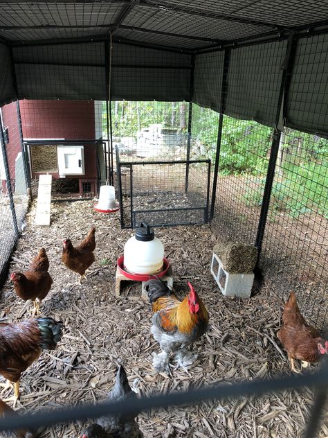 Chicken Enclosure, Walk In Chicken Run, Chicken Coop Door, Coop Door, Chicken Flock, Pallet Building, Backyard Chicken Coop Plans, Backyard Chicken Farming, Coop Design