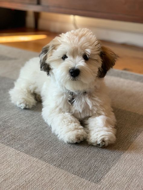 Australian Labradoodle Puppies, Really Cute Puppies, Super Cute Puppies, Havanese Dogs, Really Cute Dogs, Cute Little Puppies, Cute Animals Images, What Matters Most