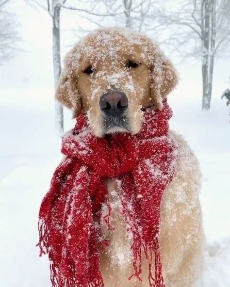 Dog Christmas Photos, Merry Christmas Dog, Cute Christmas Outfits, Winter Cottage, Snow Much Fun, Golden Retrievers, Winter Colors, Christmas Animals, Christmas Pictures