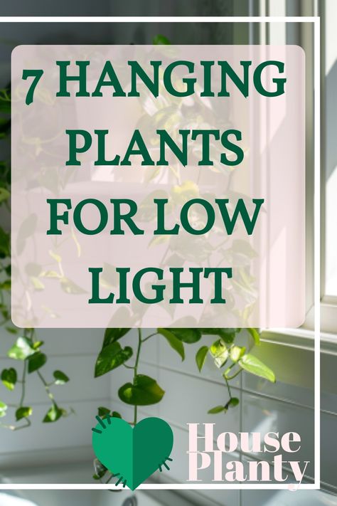 Discover the best hanging plants for low light that will thrive in your cozy corners! Perfect for adding life to dimly lit spaces. Hanging Plants Indoor Living Rooms, Best Hanging Plants Indoor, Best Hanging Plants, Indoor Plants Decor Living Room, Plants For Low Light, Entertaining Garden, Types Of Houseplants, Indoor Plant Wall, Kitchen Plants