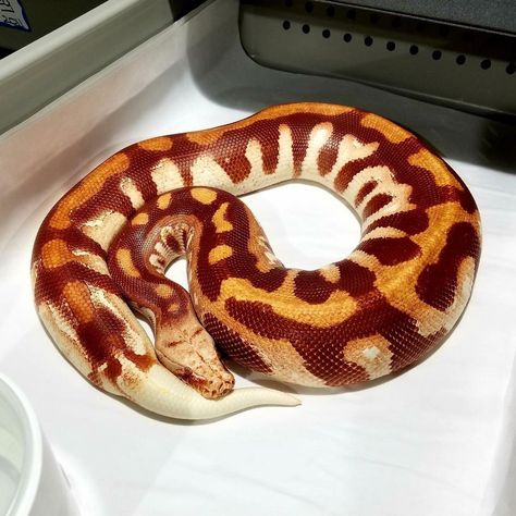 Albino Blood by Juggernaut Reptiles! Albino Python, Blood Python, Ball Python Care, Cool Snakes, Pretty Snakes, Ball Python Morphs, Cute Reptiles, Reptile Enclosure, Cute Snake