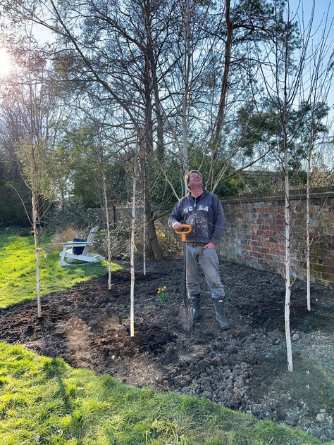 How I Designed My Silver Birch Border In Easy Steps - JP’s Life and Loves Silver Birch In Small Garden, Birch Tree Garden Landscape Design, Birch Garden Ideas, Edging Ideas Landscape, Silver Birch Trees Small Garden, Silver Birch Garden, Silver Birch Tree Landscaping, Birch Tree Landscaping, Birch Tree Garden