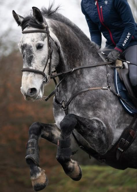 Dapple Grey Horse Aesthetic, Grey Horse Aesthetic, Grey Horse Jumping, Dapple Gray Horse, Dapple Grey Horse, Dapple Grey Horses, Irish Sport Horse, Grey Horses, Gray Horse