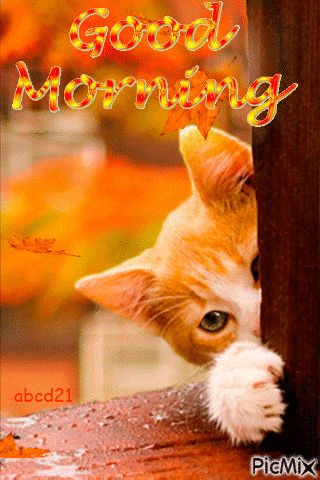 Good Morning Animals, Good Morning Cat, Bon Mardi, Morning Cat, Good Morning Animation, Morning Quotes Funny, Good Morning Beautiful Pictures, Cute Good Morning Quotes, Good Morning Funny