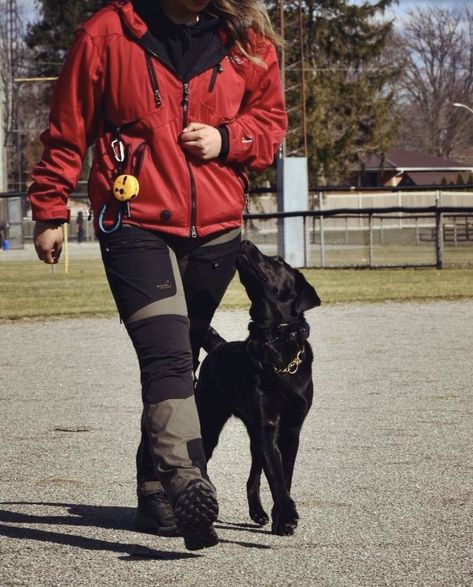 Dog Animal Trainer Aesthetic, Dog Training Photos, Dog Trainer Aesthetic, Dog Training Aesthetic, Trainer Aesthetic, Protection Dog Training, Training Aesthetic, Service Dogs Breeds, Baby German Shepherds