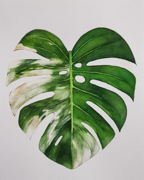 my watercolor painting Variegated Monstera Monstera Watercolor, Plant Watercolor, Variegated Monstera, Watercolor Plants, Watercolor Flower Art, Plant Painting, Monstera Plant, Plant Drawing, Leaf Wall Art