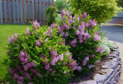 Dwarf Korean Lilac | Dwarf Korean Lilac , Dwarf Lilac Korean Lilac Tree, Korean Lilac, Lilac Bush, Purple Flowers Garden, Lilac Tree, Lilac Bushes, Front Landscaping, Garden Shrubs, Flowering Shrubs