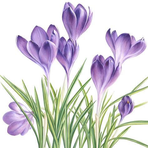 Crocus Flower Watercolor, Watercolor Crocus Flowers, Crocus Flower Painting, Crocus Flower Drawing, Crocus Drawing, Watercolor Crocus, Bird Painting Acrylic, Learn Watercolor Painting, Flower Drawing Tutorials