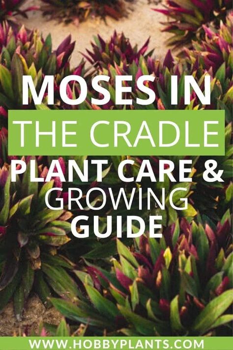 Moses in the Cradle Plant Care Periannual Flowers, Moses In The Cradle Plant, China Doll Plant, Moses In The Cradle, Rubber Plant Care, Roses Growing, Yard Flowers, Plant Care Instructions, Plant Zones