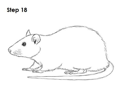 ... re-draw any final sketch lines that you may have accidentally erased. Description from how2drawanimals.com. I searched for this on bing.com/images Rats Drawing Sketches, Rat Line Drawing, Rat Drawings Sketches, Rat Draw, Rat Sketch, Rat Drawing, Animal Tutorial, Super Coloring Pages, Rat Tattoo