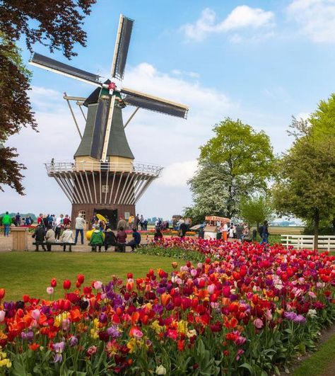 This weekend is National Windmill Days (#nationalemolendagen) in The Netherlands! 🌬️🇳🇱 🌷 No other country in the world is as famous for its windmills as the Netherlands. These majestic structures not only adorn the landscape but also played a pivotal role in shaping the country's economy and keeping its land dry for centuries. With a staggering 950 windmills around the country to explore, National Windmill Day on the second Saturday and Sunday of May is the perfect opportunity to immerse ... Zaanse Schans, Other Countries, The Landscape, Countries Of The World, The Netherlands, This Weekend, Netherlands, History, Travel