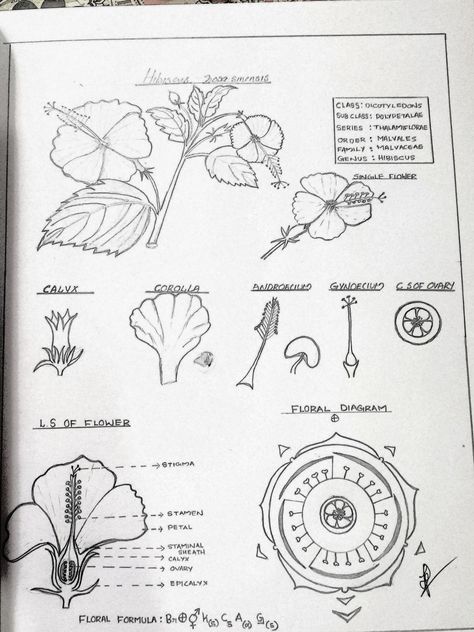 Botany Notes, Biology Drawing, Biology Diagrams, Botany Illustration, Modern Floral Arrangements, Field Journal, Study Flashcards, 3d Logo Design, Nature Sketch