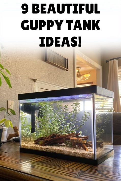 Ready to upgrade your guppy's habitat? Check out these gorgeous guppy tank ideas for a vibrant and inviting setup. Head over to our blog for more innovative guppy tank ideas. Ten Gallon Fish Tank Ideas, Guppies Fish Tank Ideas, Guppy Fish Tank Ideas, 10 Gallon Fish Tank Ideas, Guppy Tank Ideas, Aquarium Setup Ideas, Guppy Fish Tank, Fish Aquarium Ideas, Fish Tank Aesthetic