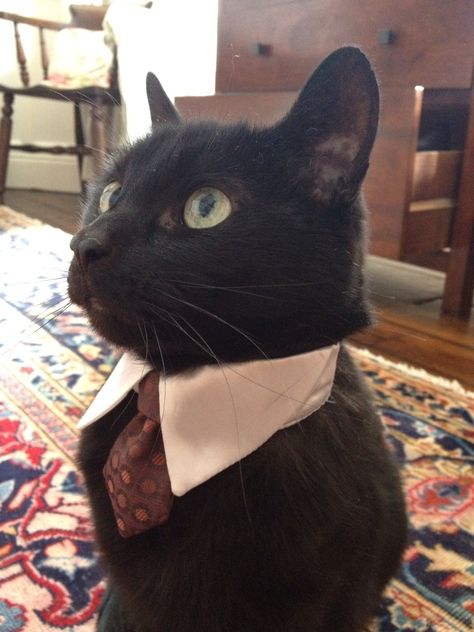 I want one! Business Cat, A Black Cat, Crazy Cat Lady, Crazy Cats, Cat Pics, Cat Love, Cool Cats, Cake Ideas, Cat Memes