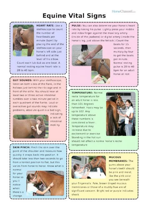 4h Activities, Equine Vet Tech, Equine Science, Riding Ideas, Therapy Inspiration, Equine Veterinarian, Therapeutic Riding, Equine Veterinary, Horse Barn Ideas Stables