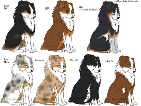 Aussie-Color-Chart-Honey-Lake-Mini-Aussies Aussie Colors, Mini Aussie Shepherd, Australian Shepherd Colors, Australian Shepherd Red Tri, Australian Shepherd Training, Mini Aussies, Aussie Shepherd, Blue Heelers, Dog German