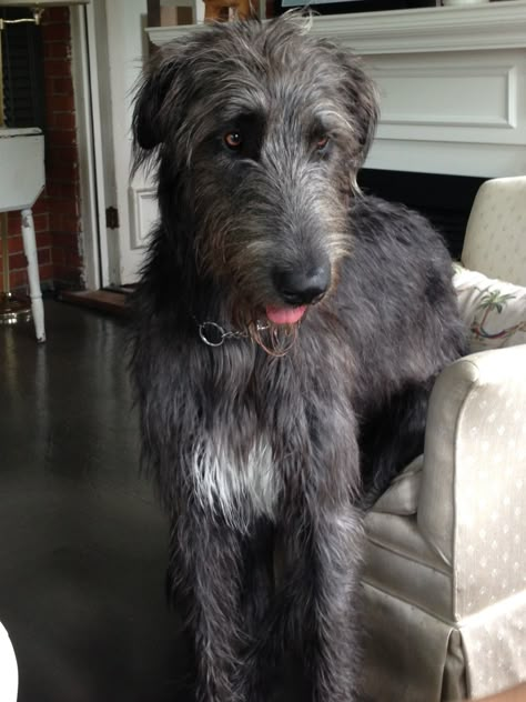 Black Irish Wolfhound, Irish Wolfhound Dogs, Wolfhound Dog, Sight Hounds, Scottish Deerhound, Irish Wolfhounds, Black Irish, Bully Dog, Canine Art