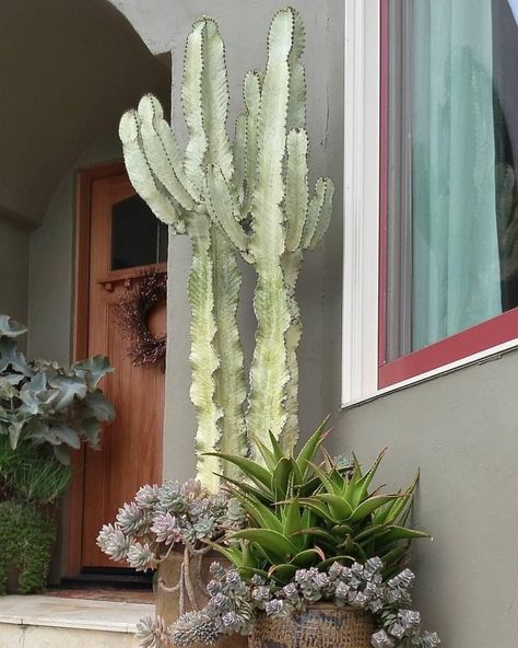 Euphorbia Ammak Variegata, Euphorbia Ammak, Euphorbia Cactus, Planting Palette, Euphorbia Plant, Dreamy Garden, Plant Wishlist, Succulent Garden Design, Succulents In Containers