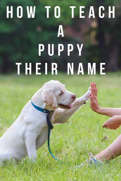 How To Teach A Puppy Their Name How To Teach A Puppy Its Name, Teething Puppy Tips, Puppy Activities, Cocoa Chanel, Reactive Dog, House Training Dogs, Dog Training Advice, Dog Brain, Puppy Training Tips