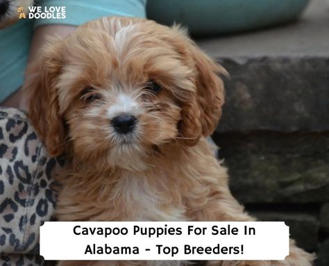 Cavapoo Puppies For Sale in Alabama: Top 6 Breeders! (2023) - We Love Doodles Cavapoo Breeders, Cavapoo Puppies For Sale, Puppies For Sale Near Me, Cavapoo Puppies, Love Doodles, Happy Puppy, Puppy Adoption, Cat Health, Puppies For Sale