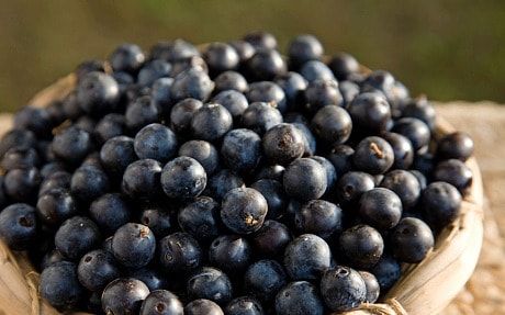 Sloe Berry Recipes, Alcoholic Recipes, Sloe Berries, Berry Recipes, Sloe Gin, Foraged Food, Veggie Patch, Berries Recipes, Mouth Watering Food