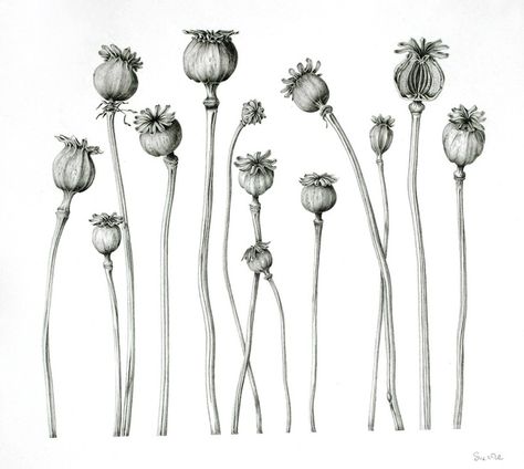 black and white botanical illustrations | botanical illustration by Sue Vize Botanical Illustration Black And White, Flower Drawing Tumblr, Kitchen Dancing, Poppy Seed Pods, Black And White Artist, Illustration Black And White, Illustration Courses, Trendy Plants, Flower Sleeve