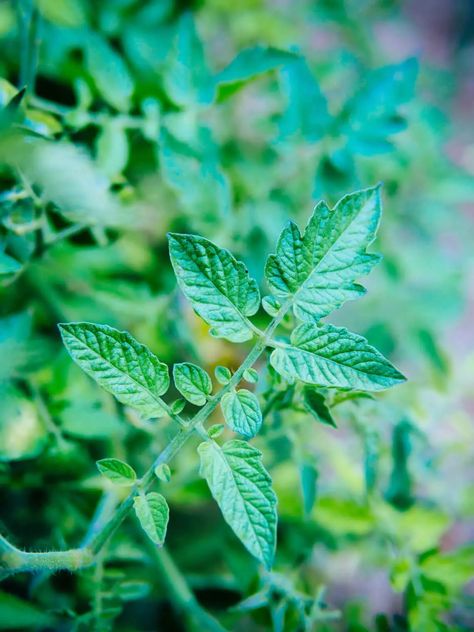 Can You Eat Tomato Leaves? The Answer Will Surprise You – Garden Betty Tomato Leaves Recipe, Tomato Growing Tips, Container Tomatoes, Garden Betty, Tomato Gardening, Tomato Leaves, Study Science, Tomato Growing, Garden Tomatoes