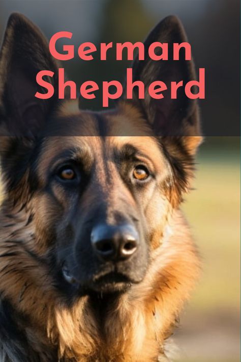 German Shepherd running through a park Types Of Dogs Breeds, Protective Dogs, Big Dog Breeds, Rare Dogs, Scary Dogs, Rare Dog Breeds, Pretty Dogs, Types Of Dogs, Loving Family