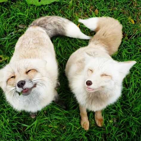 mikayla on Instagram: “Two best friends #Oakleyfox (on left) the Fire and Ice Red fox And #clevyrrowyn the Champagne Red fox  Rowyn Sponsor @missjrstewart  Oakley…” Fabulous Fox, Pet Fox, Kittens And Puppies, Two Best Friends, Cute Fox, Zoology, Fire And Ice, Red Fox, Character Aesthetic