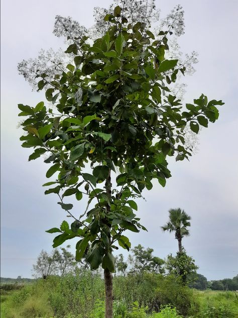 Teak (Tectona grandis) is a tropical hardwood tree species in the family Lamiaceae. It is a large, deciduous tree that occurs in mixed hardwood forests. Tectona grandis has small, fragrant white flowers arranged in dense clusters (panicles) at the end of the branches. These flowers contain both types of reproductive organs. The large, papery leaves of teak trees are often hairy on the lower surface. Teak wood has a leather-like smell when it is freshly milled. Native to south and southeast Asia Teak Tree, Ring Tattoo, Tree Species, Deciduous Trees, Tree Drawing, Tree Leaves, Flora And Fauna, Nature Aesthetic, Wren