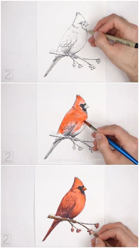 Cardinal bird being drawn, inked, and pained with watercolors How To Draw A Cardinal Step By Step, Watercolor Cardinal Tutorial, Red Cardinal Watercolor Bird Paintings, How To Draw A Cardinal, Cardinal Sketch, Watercolor Bird Paintings, Watercolor Birds Tutorial, Cardinal Drawing, Watercolor Cardinal