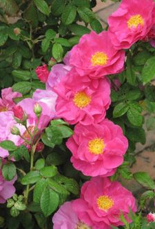 Rosa gallica officinalis | Learn about plant nomenclature in The Medieval Garden Enclosed blog post, "By Any Other Name." Medieval Garden, Flower Dome, Old Roses, Antique Garden, Rose Care, Companion Plants, Old Garden, Coming Up Roses, Flower Gardens