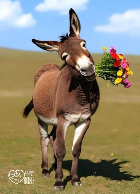 Donkey Aesthetic, Donkey With Flowers, Donkey Pics, Baby Donkeys, Pet Donkey, Christian Drawings, Pets Portrait, Baby Donkey, Mini Donkey