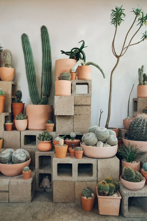 Indoor Cactus Garden, Echo Park Los Angeles, Kaktus Dan Sukulen, Indoor Cactus, Restaurant Patio, نباتات منزلية, Cactus Diy, Plants Nature, Cactus Decor