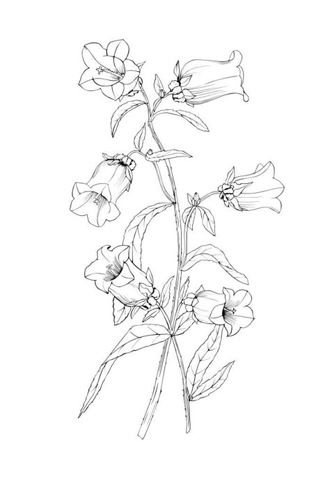 Bellflowers Drawing, Wildflower Outline Drawing, Campanula Tattoo Flower, Canterbury Bells Drawing, Bluebell Outline, Bluebell Line Drawing, Campanula Flowers Drawing, Bluebell Tattoo Black And White, Droopy Flowers Drawing