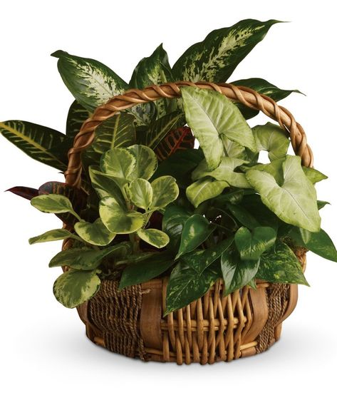 Plant basket diy