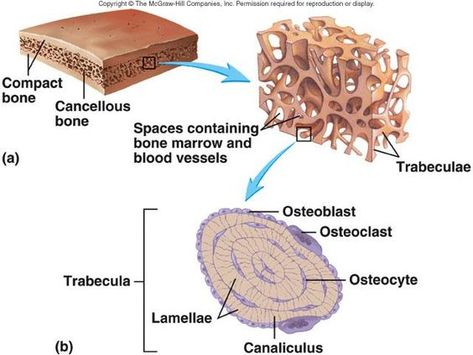 Bone Diagram, Cancellous Bone, Bone Tissue, Histology Slides, Human Skeleton Anatomy, Anatomy Bones, Biology Facts, Skeletal System, Musculoskeletal System