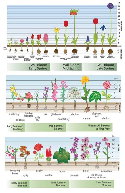 Plantarea Legumelor, Tanaman Air, Longfield Gardens, Garden Bulbs, Cut Flower Garden, Diy Gardening, Have Inspiration, The Secret Garden, Landscape Plans