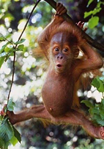 Orangutan baby Baby Orangutan, Monkey Business, Primates, Cute Creatures, Sweet Animals, Animal Planet, Animal Photo, Amazing Animals, Animal Love