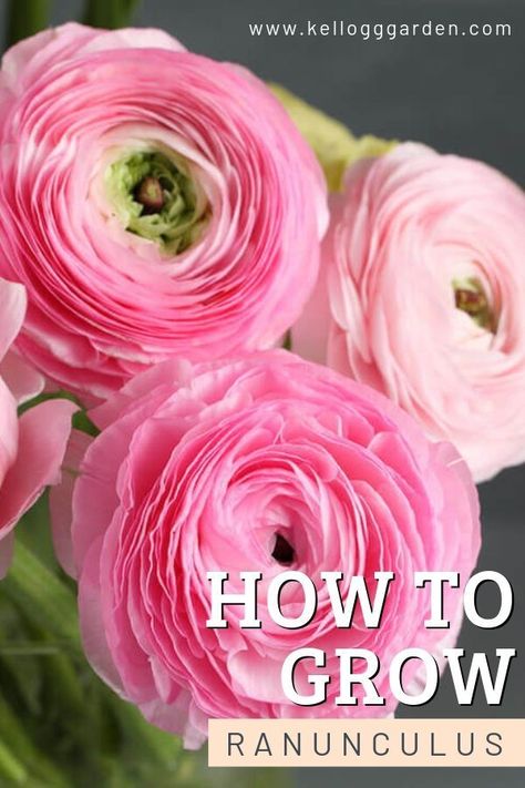 Growing Ranunculus, Ranunculus Garden, Ranunculus Bouquet, Funny Vine, Plant Bulbs, Table Garden, Ranunculus Flowers, Flower Farming, Cut Flower Garden