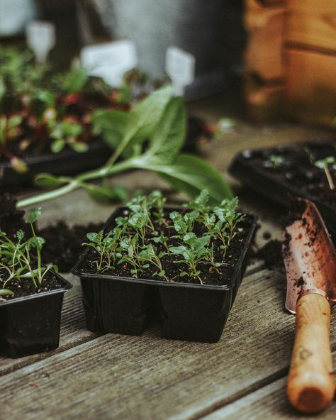 Planting Seeds Aesthetic, Seeds Aesthetic, Dark Academia Garden, Allotment Inspiration, Countryside Life, Balcony Gardening, Farm Lifestyle, Veggie Patch, Countryside House