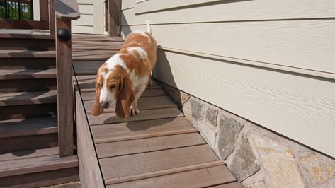 Yard Ideas for Your Four-Legged Family Member Dog Run Yard, Backyard Dog Run, Backyard Dog Area, Dog Ramp For Bed, Dog Run, Dog Yard, Dog Ramp, Dog Area, Decks Backyard