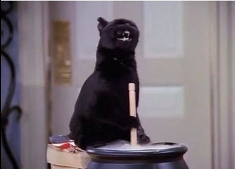 17 Times Salem From "Sabrina" Summed Up Being In Your Twenties Salem Cat Sabrina, Sabrina Cat, Salem The Cat, Witch Meme, Salem Saberhagen, Salem Cat, Salem Halloween, The Awkward Yeti, Gatos Cool